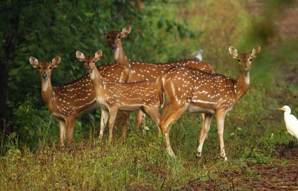 Attraction Picture